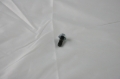 Picture of Moroso MOR Studs Fittings - 38360