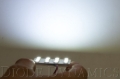Picture of Diode Dynamics DIO Replacement Bulbs - DD0047S